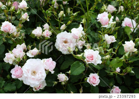 薔薇（早春）さかき千曲川バラ公園 23397293