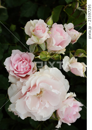 薔薇（早春）さかき千曲川バラ公園 23397295