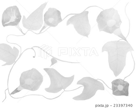 あさがお 23397340