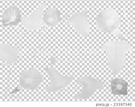 あさがお 23397340