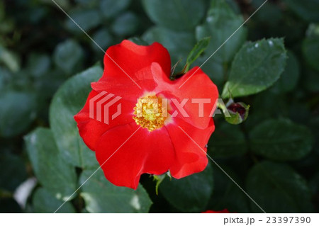 薔薇(かざぐるま)さかき千曲川バラ公園 薔薇(かざぐるま)さかき千曲川バラ公園 23397390