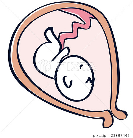 子宮の中の赤ちゃん 胎児のイラスト素材