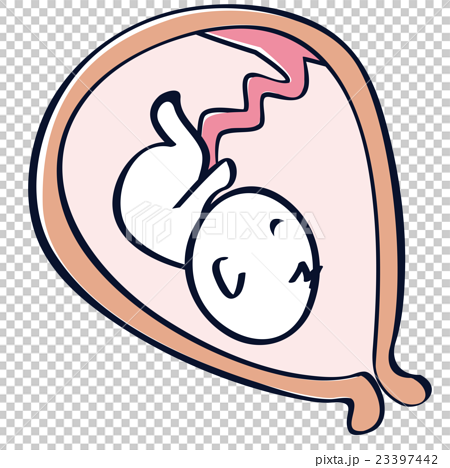子宮の中の赤ちゃん 胎児のイラスト素材