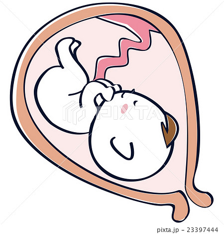 子宮の中の赤ちゃん 胎児 臨月のイラスト素材