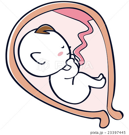 子宮の中の赤ちゃん 胎児 臨月 逆子のイラスト素材