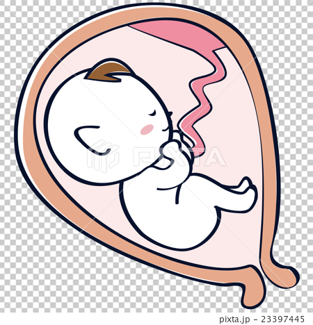 子宮の中の赤ちゃん 胎児 臨月 逆子のイラスト素材