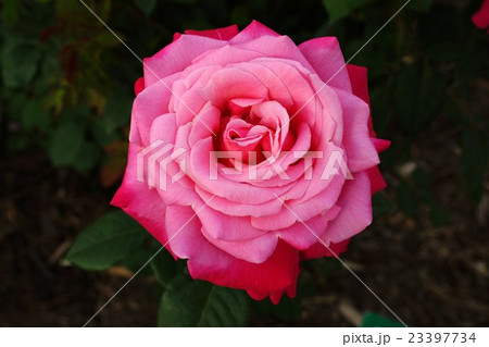 薔薇（ステファニードウモナコ）さかき千曲川バラ公園 23397734