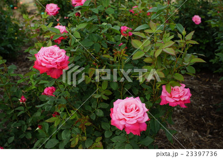 薔薇（ステファニードウモナコ）さかき千曲川バラ公園 23397736