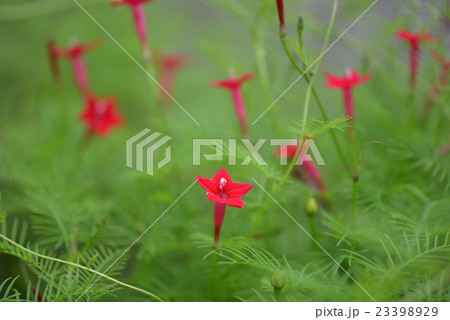 ルコウソウ 23398929