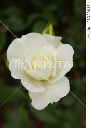 薔薇(アイスバーグ)さかき千曲川バラ公園 薔薇(アイスバーグ)さかき千曲川バラ公園 23399018