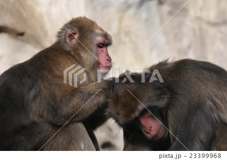 ニホンザル　毛づくろい 23399968
