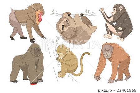 動物 チンパンジー ゴリラのイラスト素材