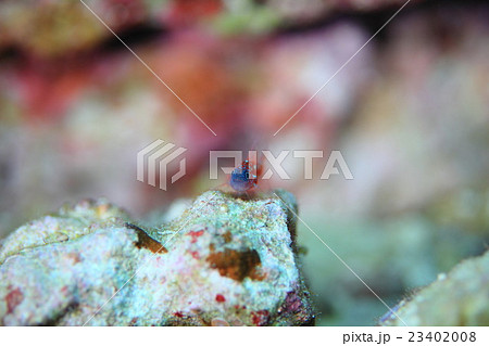 チゴベニハゼ チゴベニハゼ 23402008