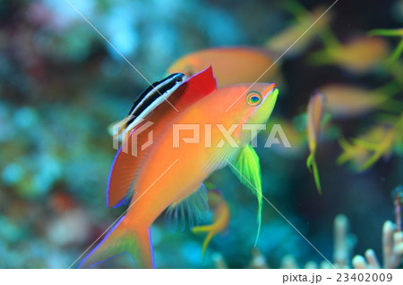 イエローテールクリーナーラスとアカネハナゴイ 23402009