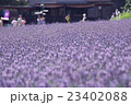 ラベンダーの海 23402088