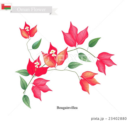 Red Bougainvillea Flowers, The Native Flower 23402880