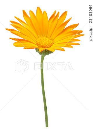 Calendula officinalis flowers, clipping path Calendula officinalis flowers, clipping path 23403064