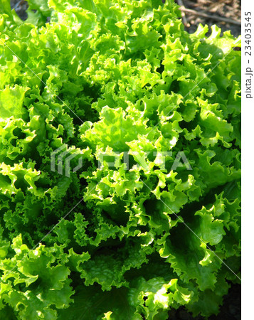 サニーレタス 23403545