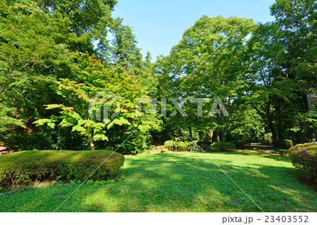 芹が谷公園 23403552