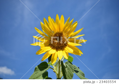 ひまわり 23403554