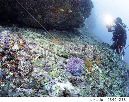神子元島のヒラメを撮影するダイバー 23404238