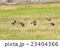 ムクドリ 23404366