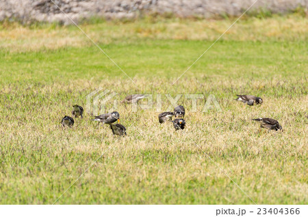 ムクドリ 23404366