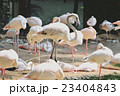 Pink flamingo birds in zoo 23404843