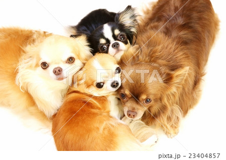 チワワ チワワ 23404857