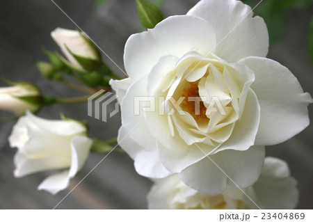 バラ・アイスバーグ 23404869