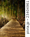 Walkway bridge in mangrove forests 23404961