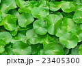 Green water hyacinth leaves growing 23405300
