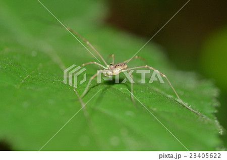 ザトウムシ ザトウムシ 23405622