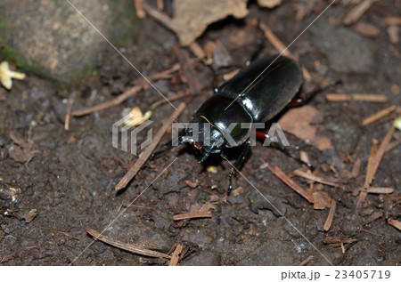 アカアシクワガタ メス アカアシクワガタ メス 23405719