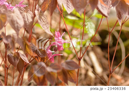 イカリソウの花 23406336