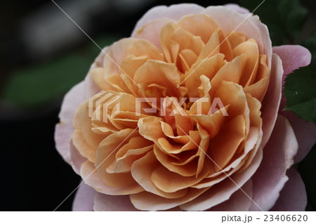 ディスタント・ドラムス ディスタント・ドラムス 23406620