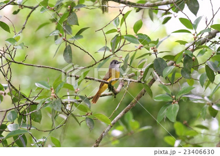 Yellow-bellied Bulbul（ハイガシラアゴカンムリヒヨドリ） 23406630