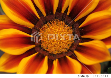 ガザニアビッグキス 23406813