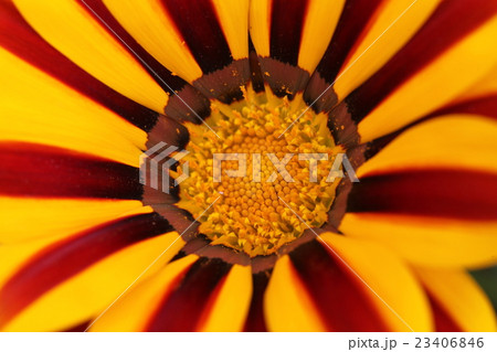 ガザニアビッグキス 23406846