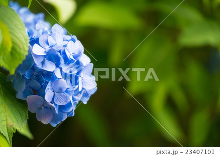 Blue Hydrangea flower in Japan Blue Hydrangea flower in Japan 23407101