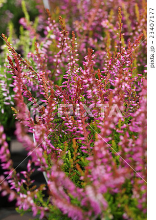 ガーデン・ガールズ　　　カルーナ 23407177