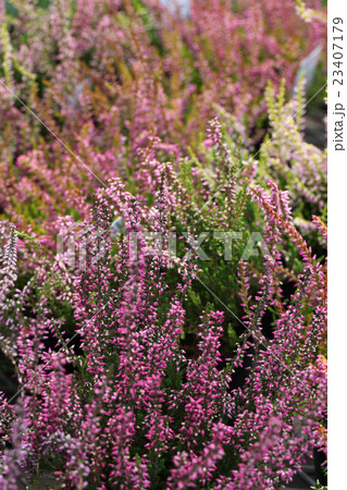 ガーデン・ガールズ   カルーナ ガーデン・ガールズ   カルーナ 23407179