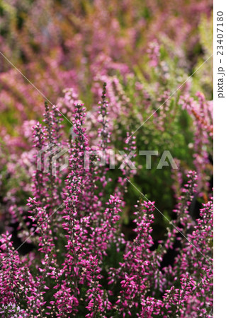 ガーデン・ガールズ   カルーナ ガーデン・ガールズ   カルーナ 23407180