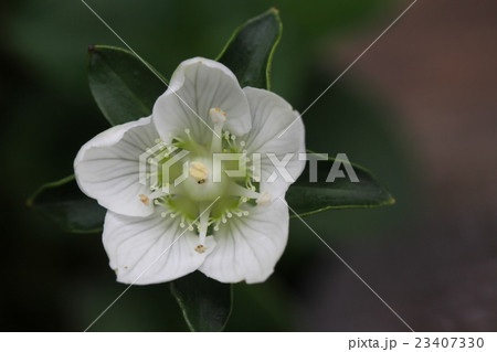 神津島 梅鉢草 神津島 梅鉢草 23407330