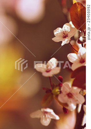 Blossom tree. Nature background.Sunny day. Spring. Blossom tree. Nature background.Sunny day. Spring. 23408092