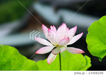 三室戸寺のハスの花 三室戸寺のハスの花 23408200