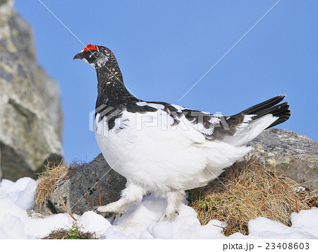 春のライチョウ雄 春のライチョウ雄 23408603