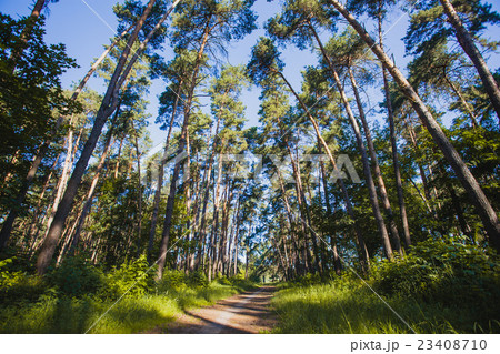 Beautiful morning forest 23408710