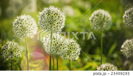 Beautiful White Allium circular globe shaped 23409293
