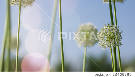 White Allium circular globe shaped flowers blow in 23409296